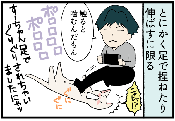 20260519かまってちゃん白猫4