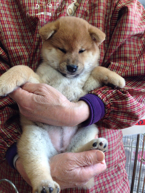 15 05 15更新 柴犬の子犬どんぐり成長記録 生後49日 柴犬どんぐり三毛猫たんぽぽ Powered By ライブドアブログ