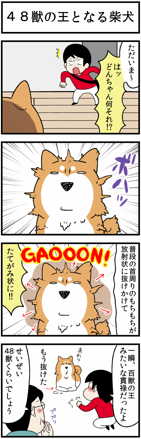 20211124換毛と似てるの1