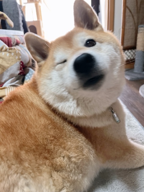 育休？いただいてました！ : 柴犬どんぐり三毛猫たんぽぽ Powered by