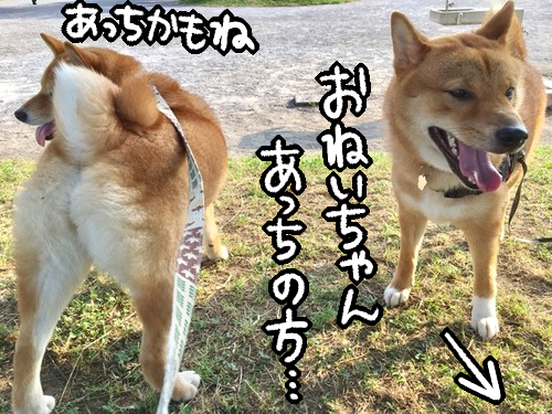 眉間にシワの心優しき茶色 空気の読めない茶色 柴犬どんぐり三毛猫たんぽぽ Powered By ライブドアブログ 眉間にシワの心優しき茶色 空気の読めない茶色 柴犬どんぐり三毛猫たんぽぽ Powered By ライブドアブログ