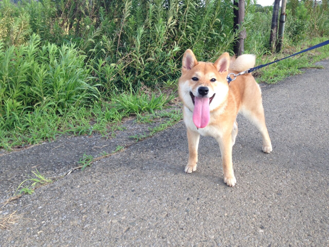 わんこの舌ってこんなに伸びるの 柴犬どんぐり三毛猫たんぽぽ Powered By ライブドアブログ