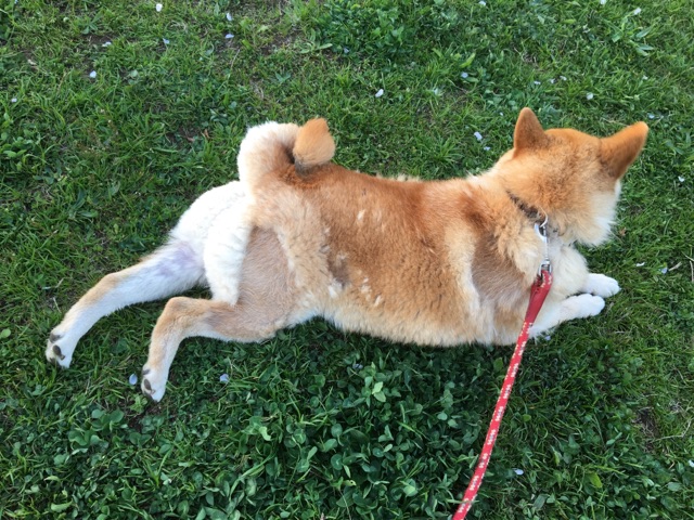 2種類の換毛タイプ 気にすることはない個性 柴犬どんぐり三毛猫たんぽぽ Powered By ライブドアブログ 2種類の換毛タイプ 気にすることはない個性 柴犬どんぐり三毛猫たんぽぽ Powered By ライブドアブログ