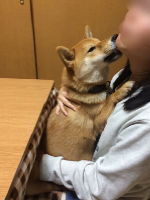 柴犬 ツンデレすぎて難しい そして東京の桜は 柴犬どんぐり三毛猫たんぽぽ Powered By ライブドアブログ