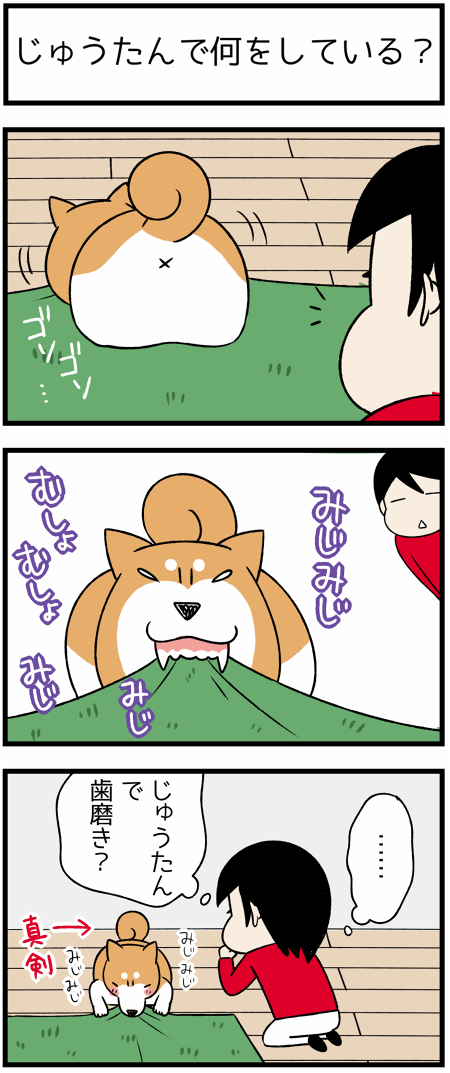 20180714じゅうたんでは磨き1