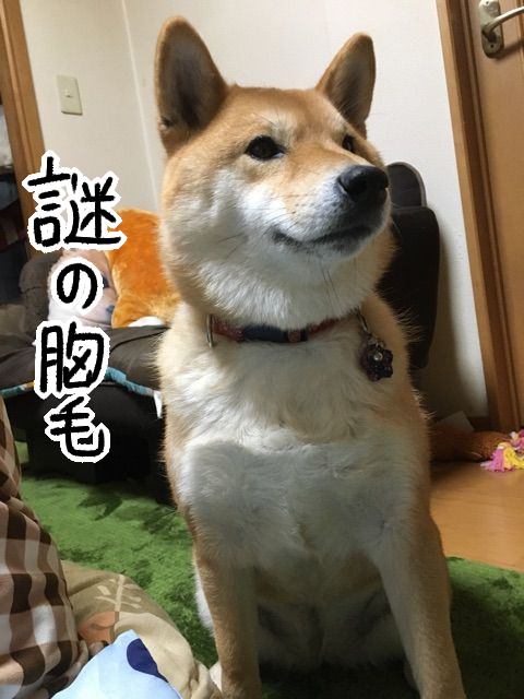 yyolg2e6
