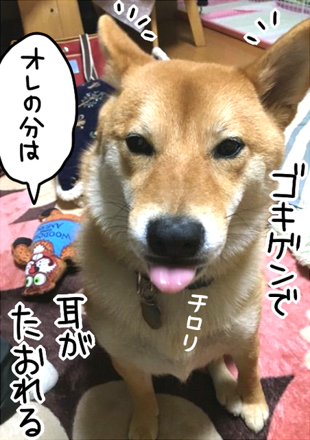 柴犬の好きな果物は そして ゴキゲン耳 が大好き 柴犬どんぐり三毛猫たんぽぽ Powered By ライブドアブログ