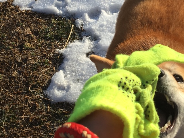 シャケを狩る熊の如く アレを狩る柴犬 柴犬どんぐり三毛猫たんぽぽ Powered By ライブドアブログ シャケを狩る熊の如く アレを狩る柴犬 柴犬どんぐり三毛猫たんぽぽ Powered By ライブドアブログ