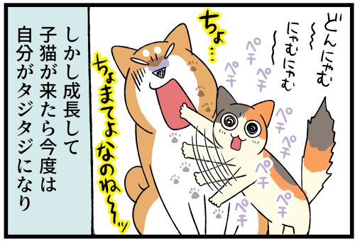 子犬や子猫の世代交代と共に、繰り返されている事 : 柴犬どんぐり三毛