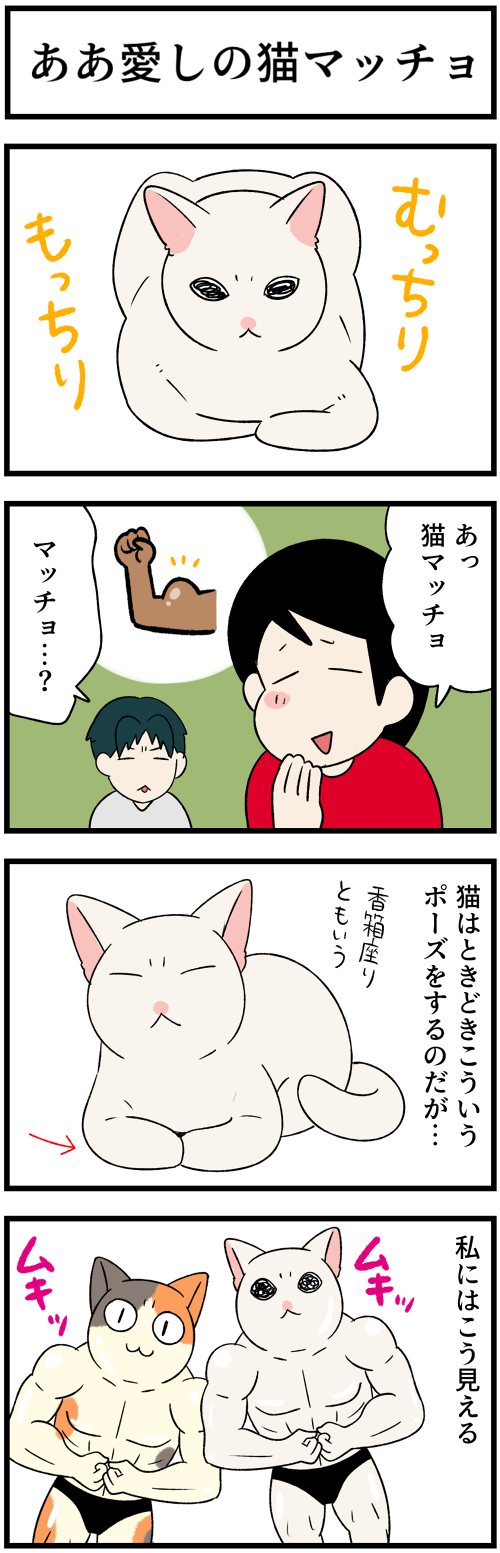 20220617猫マッチョ1