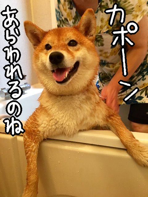 rbok6bz7