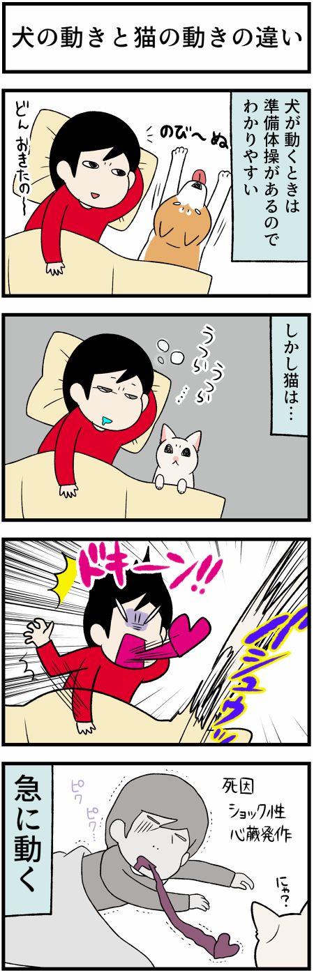 20211014子猫の運動能力1