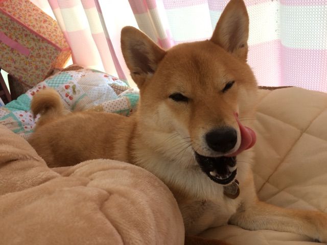 イタズラして満足げにドヤ顔する柴犬 柴犬どんぐり三毛猫たんぽぽ Powered By ライブドアブログ イタズラして満足げにドヤ顔する柴犬 柴犬どんぐり三毛猫たんぽぽ Powered By ライブドアブログ