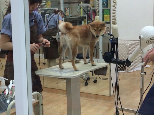 初めて柴犬を連れてったドッグサロン体験記 柴犬どんぐり三毛猫たんぽぽ Powered By ライブドアブログ