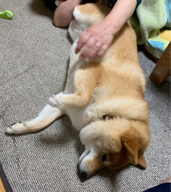 逃がさない寝相と家庭犬はつらいよ 柴犬どんぐり三毛猫たんぽぽ Powered By ライブドアブログ 逃がさない寝相と家庭犬はつらいよ 柴犬どんぐり三毛猫たんぽぽ Powered By ライブドアブログ