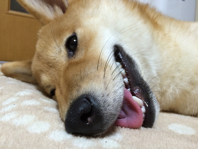 子犬の生後6ヶ月のお祝い 生まれて初めて食べるごちそうは 柴犬どんぐり三毛猫たんぽぽ Powered By ライブドアブログ 子犬の生後6ヶ月のお祝い 生まれて初めて食べるごちそうは 柴犬どんぐり三毛猫たんぽぽ Powered By ライブドアブログ
