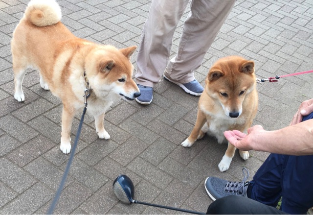 犬たちのドライブスルー的おじいちゃん 柴犬どんぐり三毛猫たんぽぽ Powered By ライブドアブログ 犬たちのドライブスルー的おじいちゃん 柴犬どんぐり三毛猫たんぽぽ Powered By ライブドアブログ