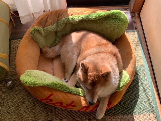 シワシワな柴犬 どうしても寝る向きを間違えてベッドを破壊する 柴犬どんぐり三毛猫たんぽぽ Powered By ライブドアブログ