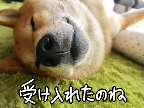 諦めないで 受け入れるまでに時間がかかる柴犬 柴犬どんぐり三毛猫たんぽぽ Powered By ライブドアブログ