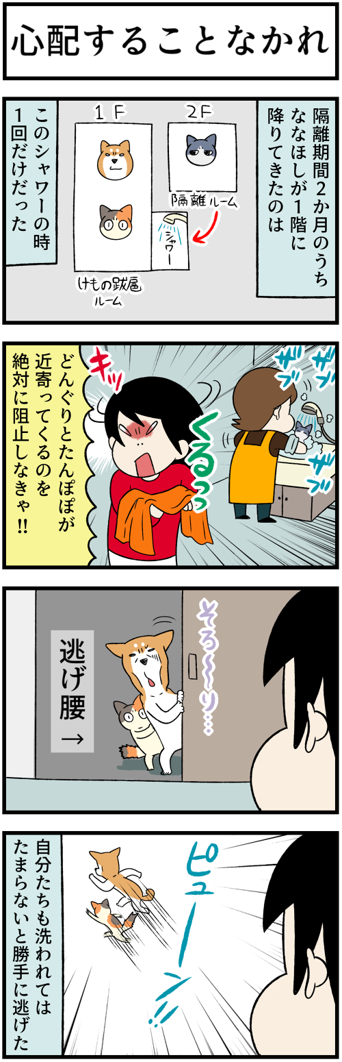 20220201近寄ってこない柴犬達1