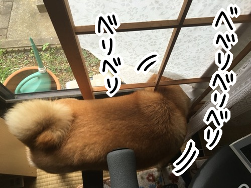 柴犬 オキテ破りの障子破り その方法は 柴犬どんぐり三毛猫たんぽぽ Powered By ライブドアブログ