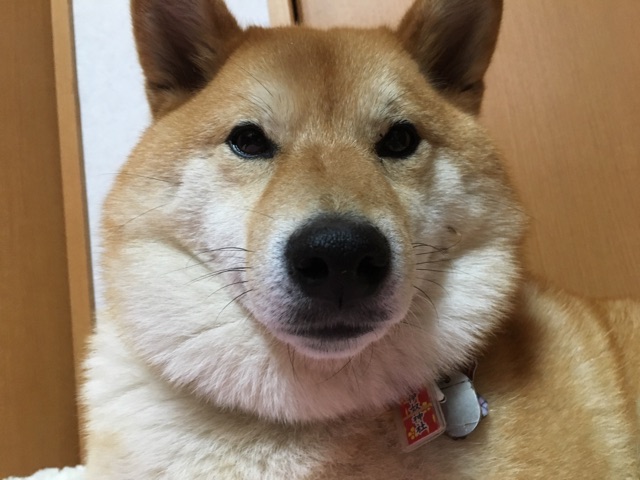 柴犬どんぐりと嵐を呼ぶ誕生日 柴犬どんぐり三毛猫たんぽぽ Powered By ライブドアブログ