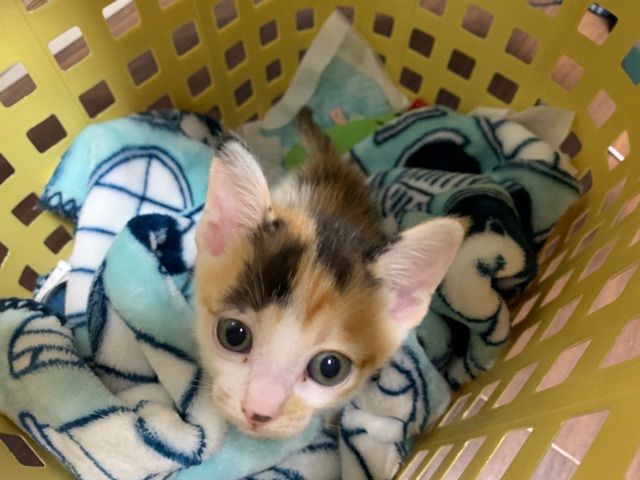 子猫の成長と共に 目の色が変化していく様子を観察した 柴犬どんぐり三毛猫たんぽぽ Powered By ライブドアブログ 子猫の成長と共に 目の色が変化していく様子を観察した 柴犬どんぐり三毛猫たんぽぽ Powered By ライブドアブログ