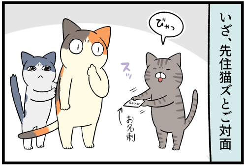 ついに先住猫達と初対面を果たした野良猫。お互いの反応は…!? : 柴犬 ついに先住猫達と初対面を果たした野良猫。お互いの反応は…!? : 柴犬