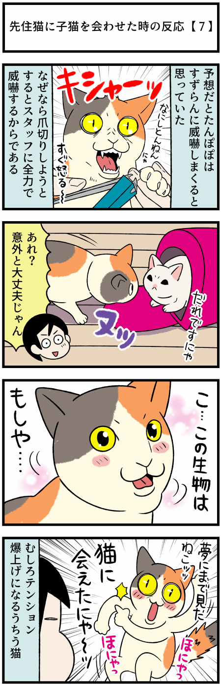 20210922うちう猫の初対面1