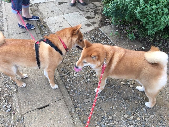 眉間にシワの心優しき茶色 空気の読めない茶色 柴犬どんぐり三毛猫たんぽぽ Powered By ライブドアブログ 眉間にシワの心優しき茶色 空気の読めない茶色 柴犬どんぐり三毛猫たんぽぽ Powered By ライブドアブログ