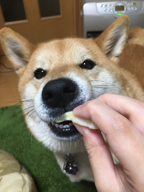 りんご大好き柴犬と謎の素晴らしい音 柴犬どんぐり三毛猫たんぽぽ Powered By ライブドアブログ