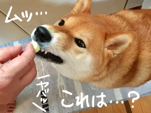柴犬vs母 勘の鋭い犬に薬を飲ませるための戦い 柴犬どんぐり三毛猫たんぽぽ Powered By ライブドアブログ 柴犬vs母 勘の鋭い犬に薬を飲ませるための戦い 柴犬どんぐり三毛猫たんぽぽ Powered By ライブドアブログ