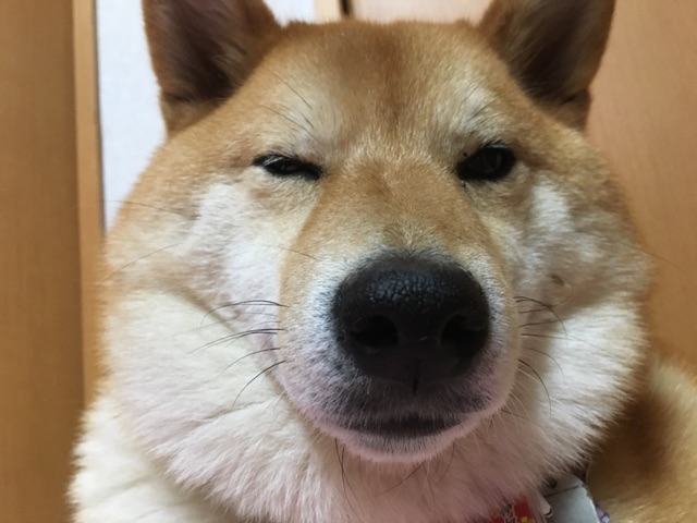 素朴な疑問 ほっぺについてるのは ですか 柴犬どんぐり三毛猫たんぽぽ Powered By ライブドアブログ 素朴な疑問 ほっぺについてるのは ですか 柴犬どんぐり三毛猫たんぽぽ Powered By ライブドアブログ