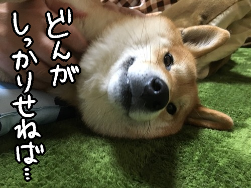 nc8jf6jd