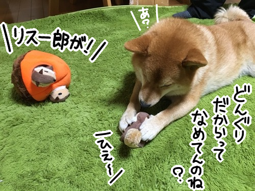 下克上だ リスをいたぶり喰らうどんぐり 柴犬 柴犬どんぐり三毛猫たんぽぽ Powered By ライブドアブログ