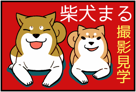 柴犬まる1