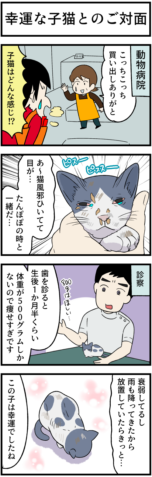 20211227運命の子猫２2