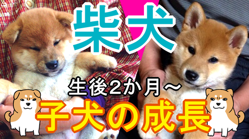柴犬の子犬は生後50日くらいまで耳が垂れている 柴犬どんぐり三毛猫たんぽぽ Powered By ライブドアブログ