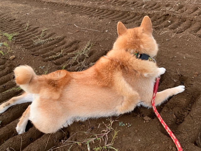 換毛の激しすぎる柴犬をサロンで洗ってもらった結果 柴犬どんぐり三毛猫たんぽぽ Powered By ライブドアブログ 換毛の激しすぎる柴犬をサロンで洗ってもらった結果 柴犬どんぐり三毛猫たんぽぽ Powered By ライブドアブログ