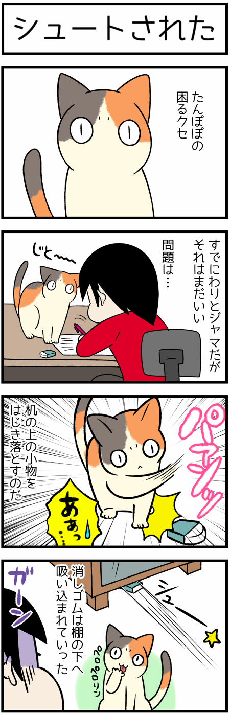 20200819シューと猫1