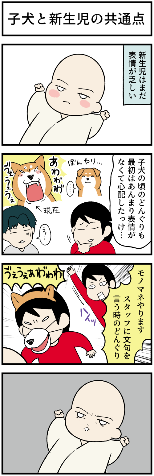 20221125子犬と新生児1