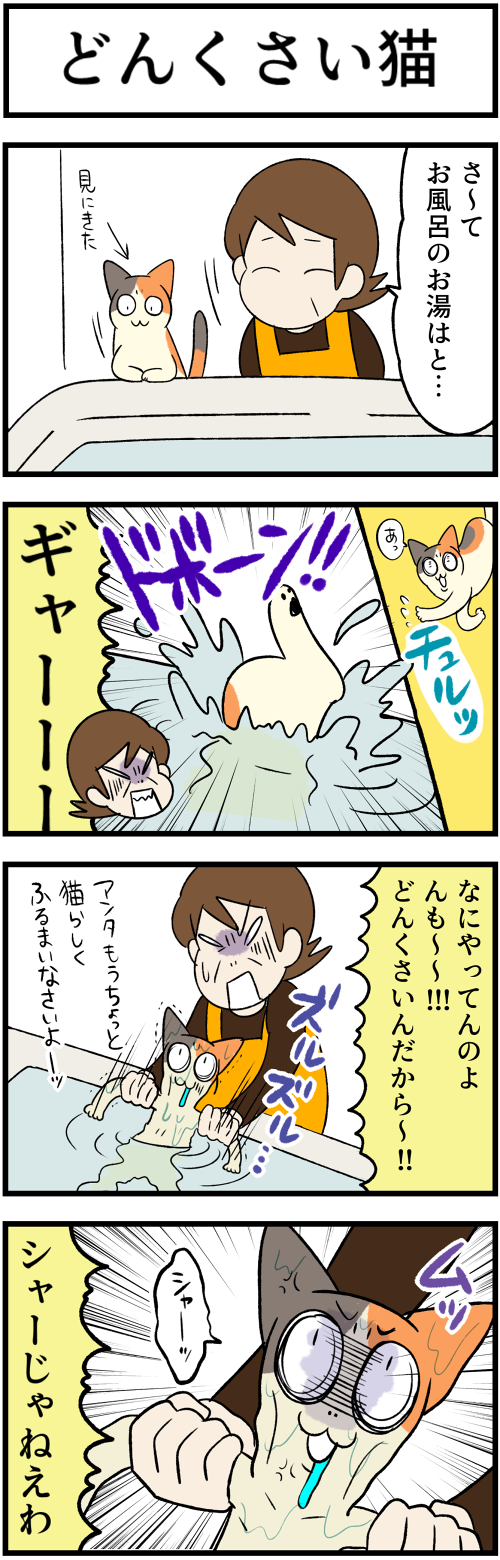 20230508どんくさい猫1