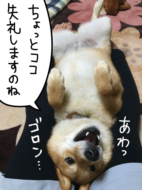 飼い主の足の間に挟まれてひっくり返りたい柴犬 柴犬どんぐり三毛猫たんぽぽ Powered By ライブドアブログ 飼い主の足の間に挟まれてひっくり返りたい柴犬 柴犬どんぐり三毛猫たんぽぽ Powered By ライブドアブログ