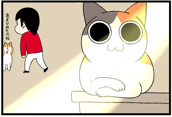 20260706猫らしさを教えた4