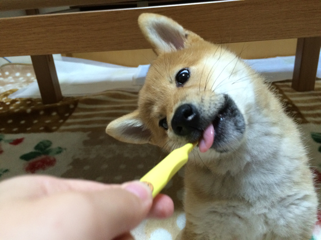 子犬の乳歯の形は不思議 柴犬どんぐり三毛猫たんぽぽ Powered By ライブドアブログ