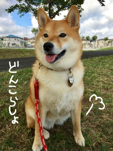 柴犬 都合の悪いことは無視バと笑顔でごまかす 柴犬どんぐり三毛猫たんぽぽ Powered By ライブドアブログ 柴犬 都合の悪いことは無視バと笑顔でごまかす 柴犬どんぐり三毛猫たんぽぽ Powered By ライブドアブログ