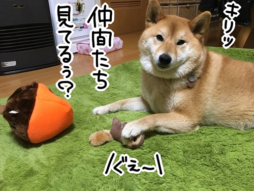 下克上だ リスをいたぶり喰らうどんぐり 柴犬 柴犬どんぐり三毛猫たんぽぽ Powered By ライブドアブログ