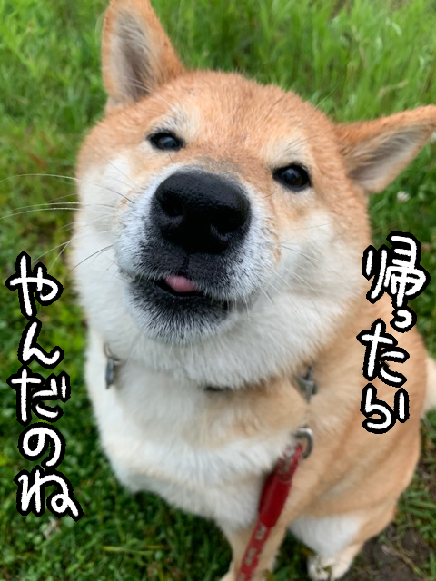 dbcfbzp2