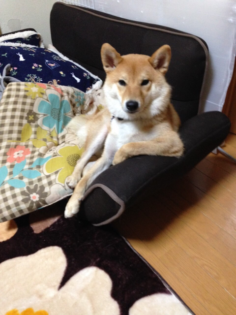 偉そうに 潰れたおまんじゅうみたいになる犬 柴犬どんぐり三毛猫たんぽぽ Powered By ライブドアブログ