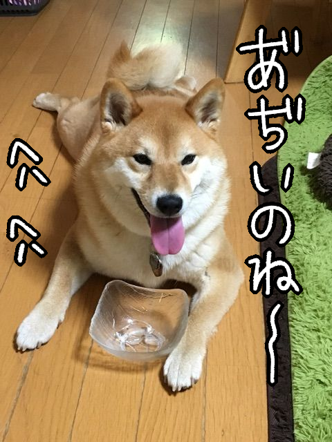 暑い日は柴犬やめます 氷水飲んで枕をシェア 柴犬どんぐり三毛猫たんぽぽ Powered By ライブドアブログ